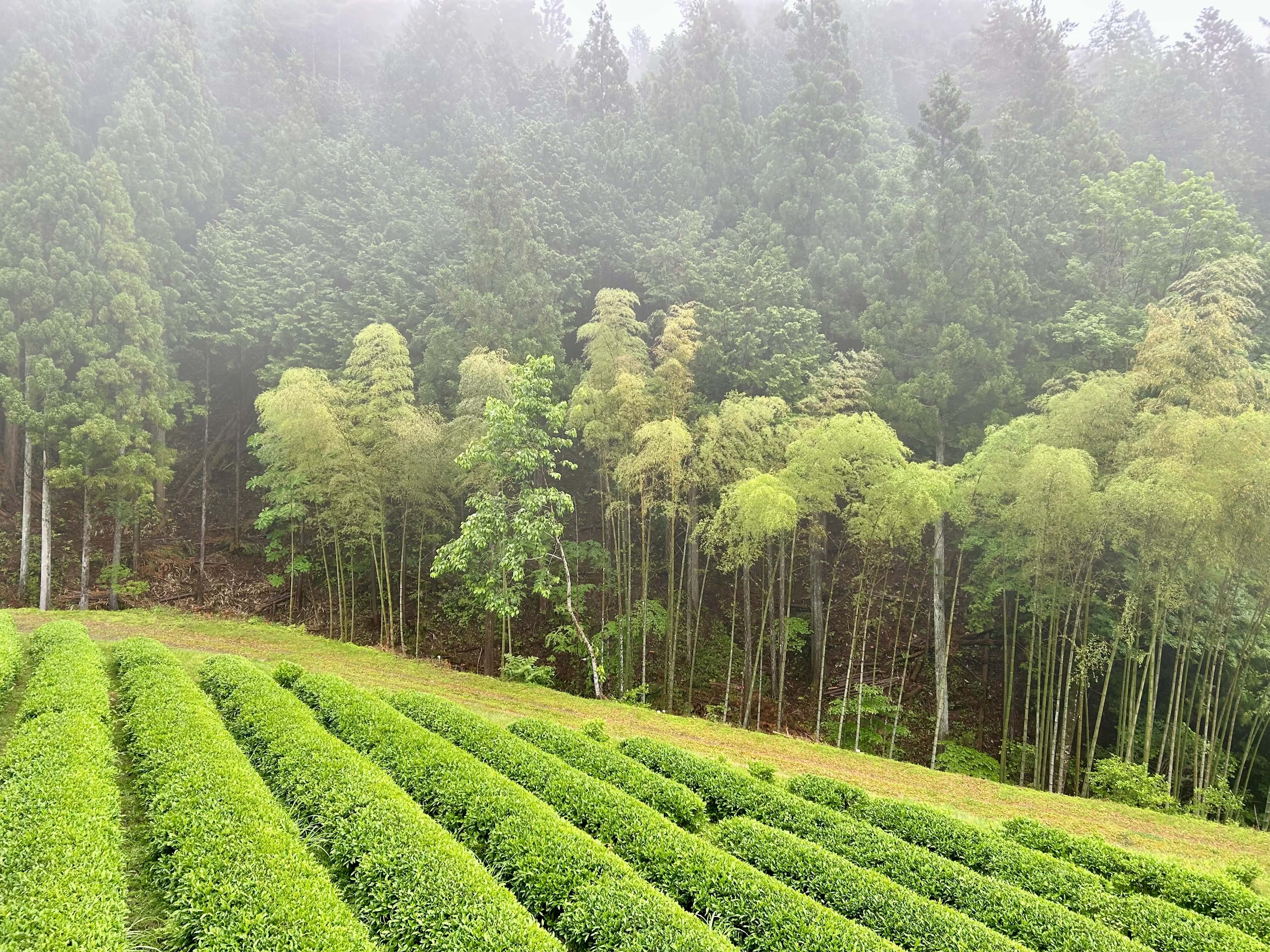 IKE NO WAKI TEA FIELD IN MORNING MIST