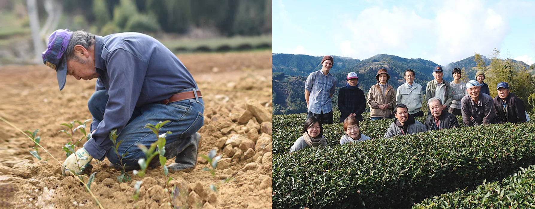 NEW 2026 First Harvest Genmaicha (Sencha & Roasted Brown Rice) from Fujieda, Shizuoka; Naturally Grown, 50g