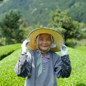 Tosa-cha Sencha; Nyugauchi, Kochi Prefecture, Shikoku. 50g. Naturally Grown. 2025 SHINCHA