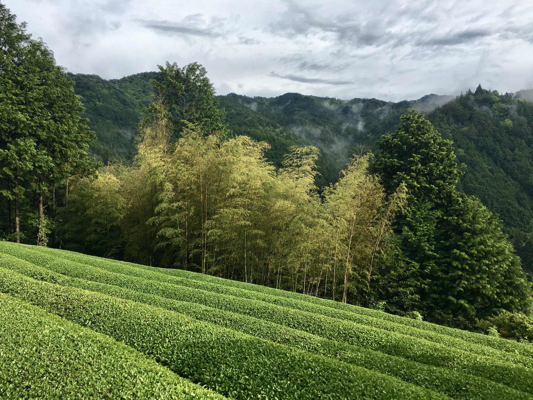 COMING SOON Goka-cha WaKoucha (Japanese Black Tea); Higashishirakawa, Gifu Prefecture. 50g. Naturally Grown. 2025 1st & 2nd Harvest Blend