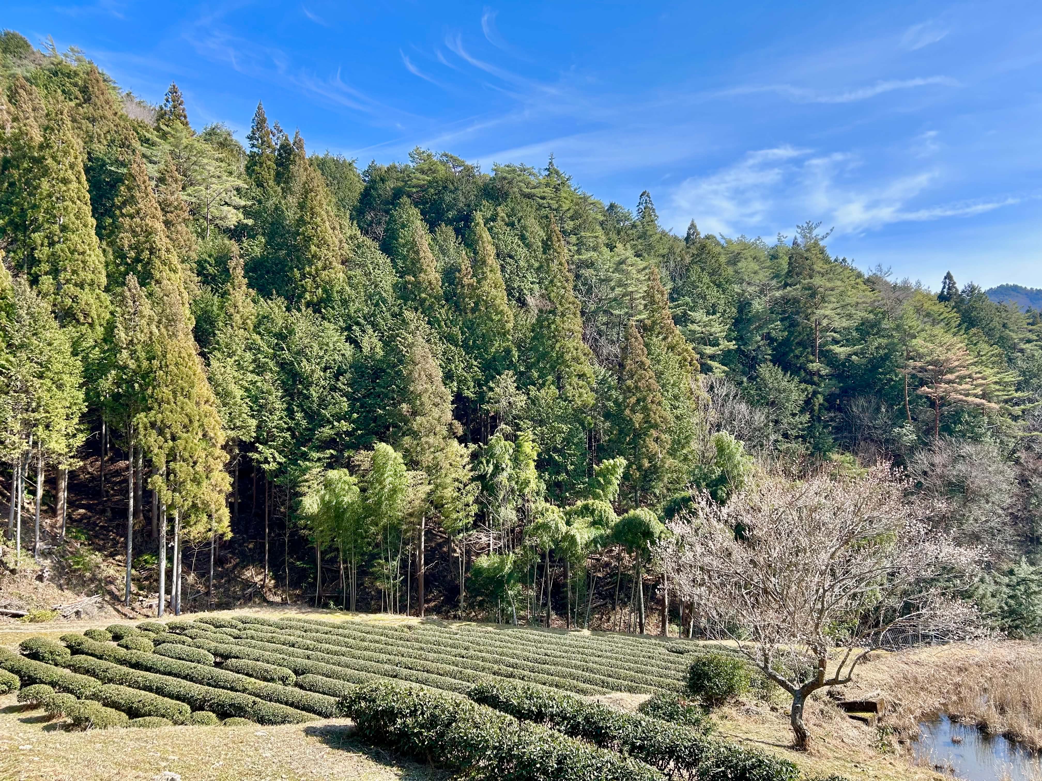 IKE NO WAKI TEA FIELD AND BLUE SKY IN EARLY SPRING