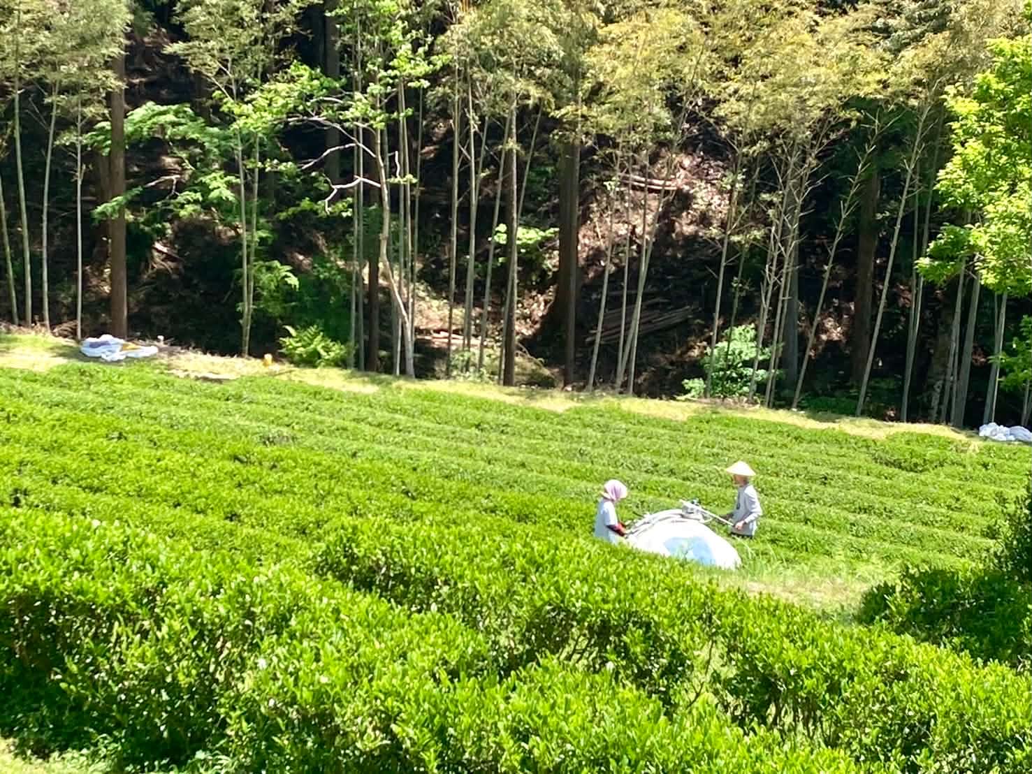 IKE NO WAKI TEA FIELD 2026 SHINCHA HARVEST