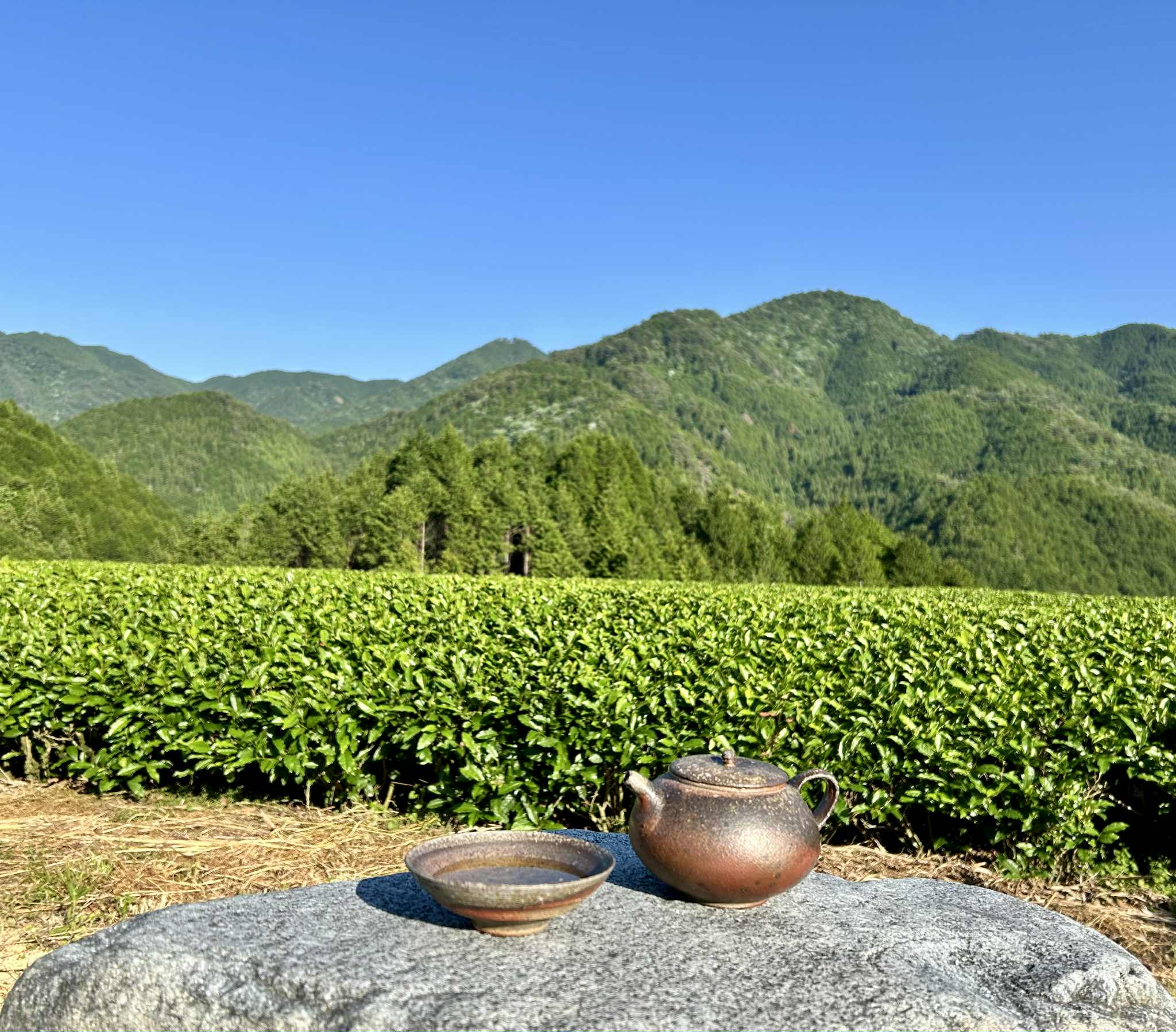 COMING SOON Goka-cha WaKoucha (Japanese Black Tea); Higashishirakawa, Gifu Prefecture. 50g. Naturally Grown. 2025 1st & 2nd Harvest Blend