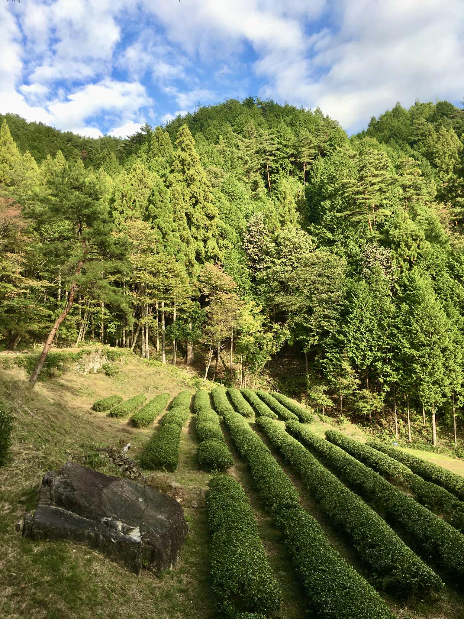 NEW Goka-cha Sencha; Higashishirakawa, Gifu Prefecture. 50g. Naturally Grown. 2025 SHINCHA