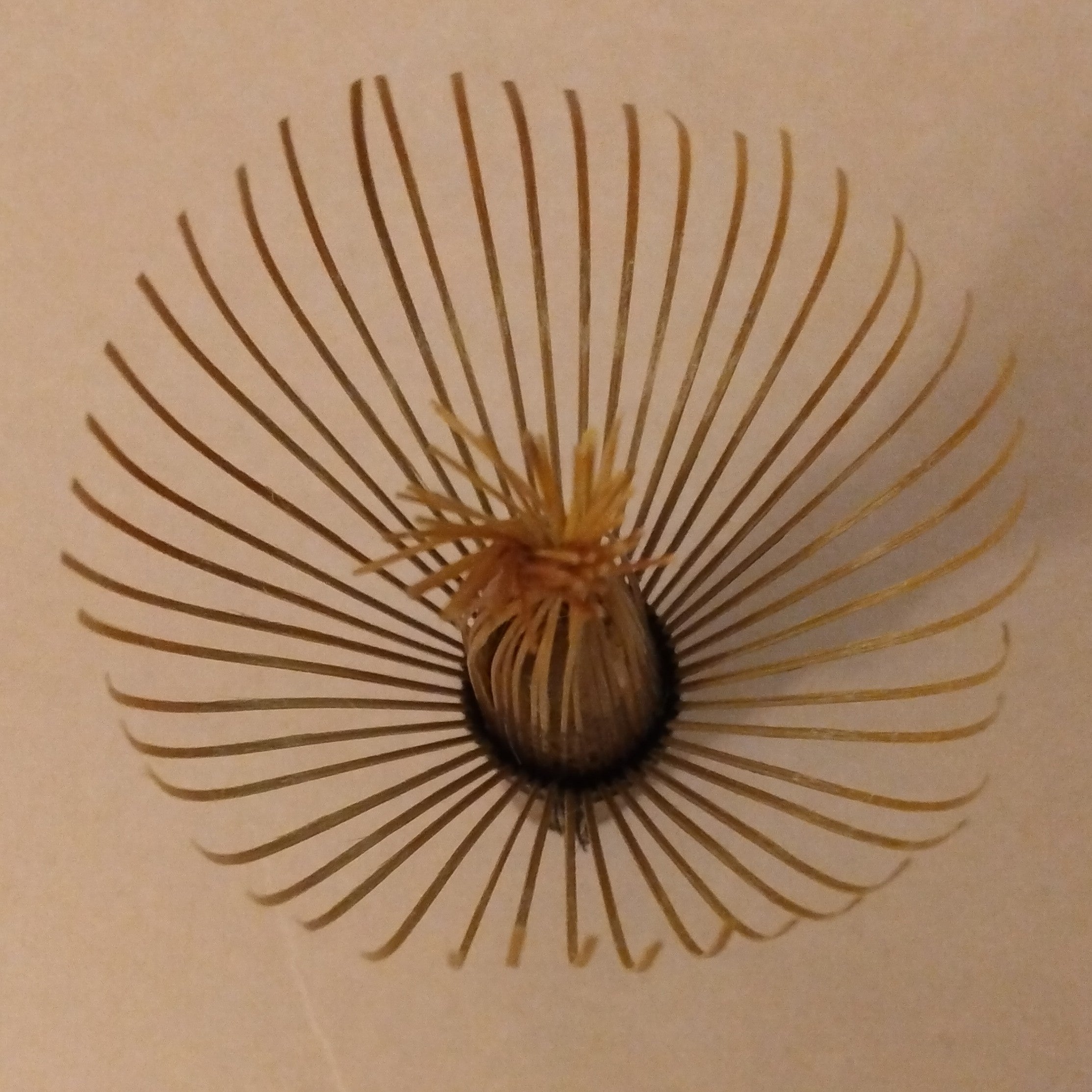 Shin Kurodake Yamato Takayama Chasen, Formal Black Bamboo Tea Whisk, 46 tines (Araho). Japanese-made, in Takayama, Nara Prefecture