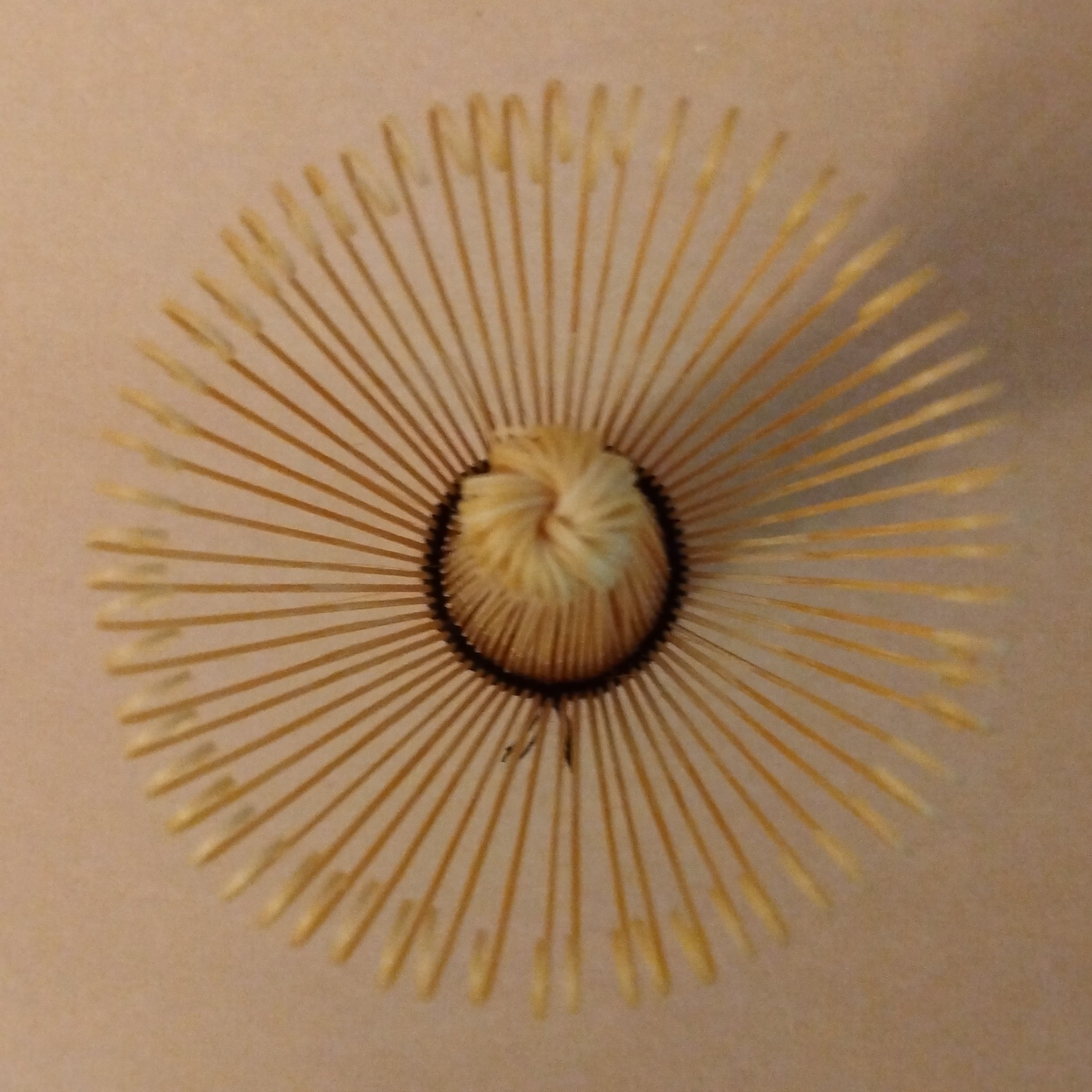 Kazuho Matcha Chasen, White Bamboo Tea Whisk, 62 tines (Kazuho). Japanese-made.